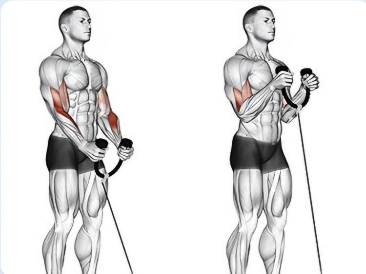 طناب تمرینی باشگاهی وینرگروپ مناسب دستگاه سیمکش باشگاهی